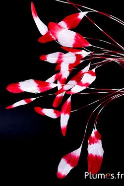 Coquetip - 20-25 cm - wit-rood